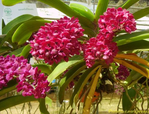 Lovely Tips – Orchid Plant Blossom