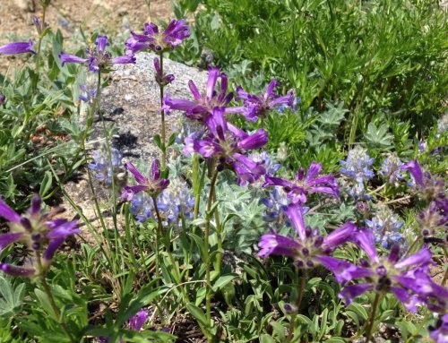 Widflowers Growing Them From Seed
